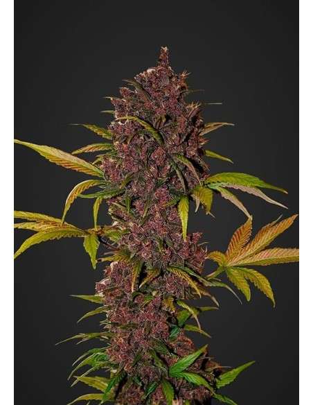 FASTBUDS - LSD-25 Auto - 1