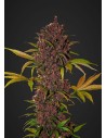 FASTBUDS - LSD-25 Auto - 1