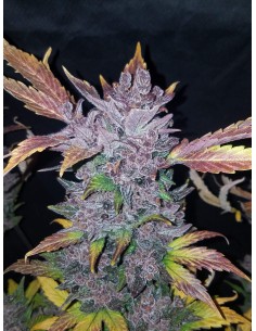 FASTBUDS - LSD-25 Auto - 1 2