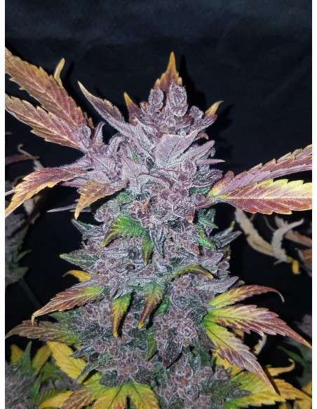 FASTBUDS - LSD-25 Auto - 2