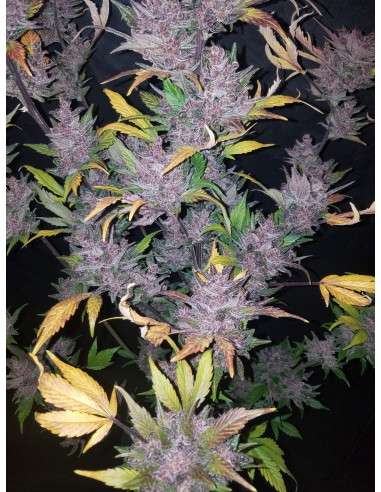FASTBUDS - LSD-25 Auto - 3