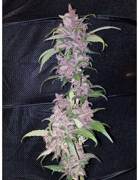 FASTBUDS - LSD-25 Auto - 4