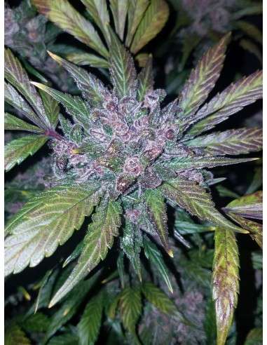 FASTBUDS - LSD-25 Auto - 5