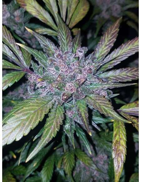FASTBUDS - LSD-25 Auto - 5