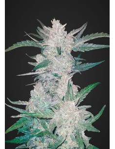 FASTBUDS - Mexican Airlines Auto - 1
