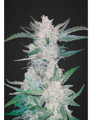 FASTBUDS - Mexican Airlines Auto - 1