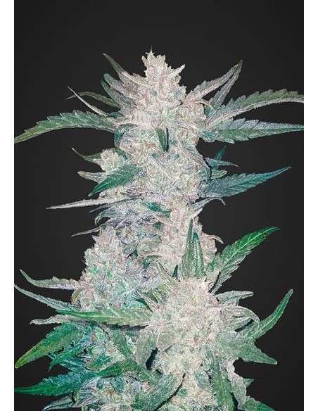 FASTBUDS - Mexican Airlines Auto - 1