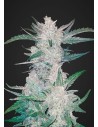 FASTBUDS - Mexican Airlines Auto - 1