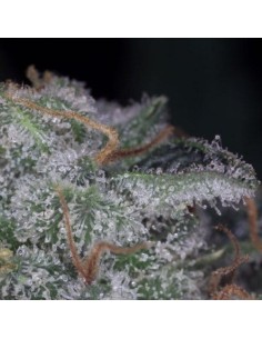 PARADISE SEEDS - Nebula - 1 2