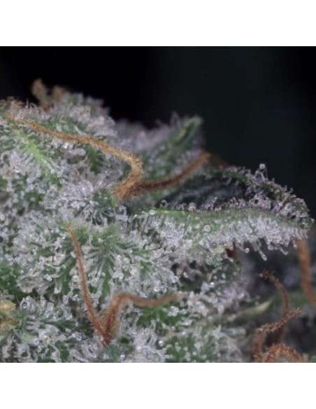 PARADISE SEEDS - Nebula - 2