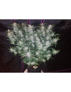 FASTBUDS - Mexican Airlines Auto - 1 2