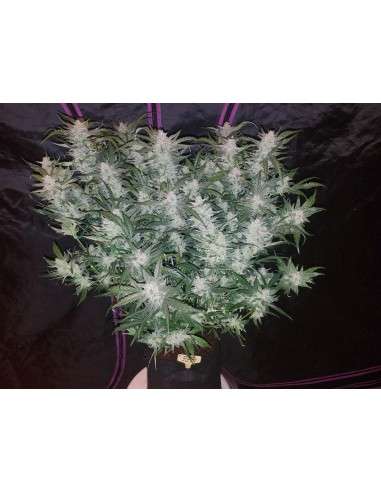 FASTBUDS - Mexican Airlines Auto - 2