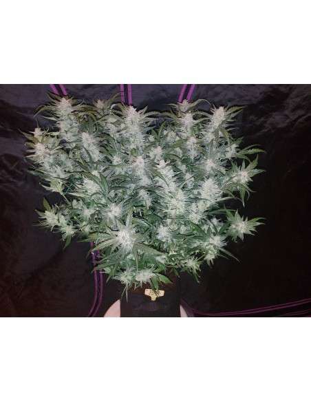 FASTBUDS - Mexican Airlines Auto - 2