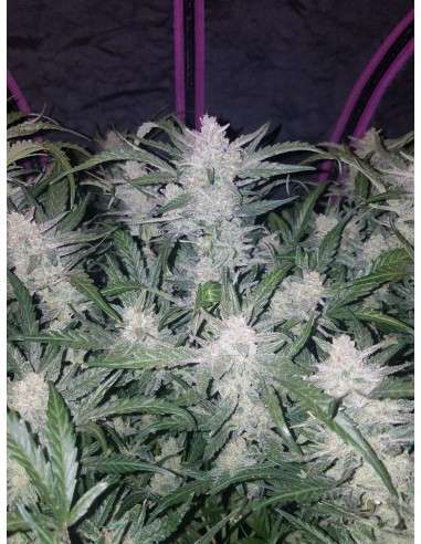 FASTBUDS - Mexican Airlines Auto - 3