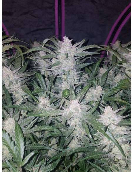 FASTBUDS - Mexican Airlines Auto - 3