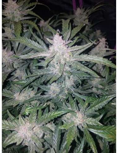 FASTBUDS - Mexican Airlines Auto - 4