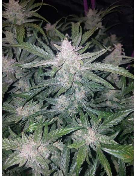 FASTBUDS - Mexican Airlines Auto - 4