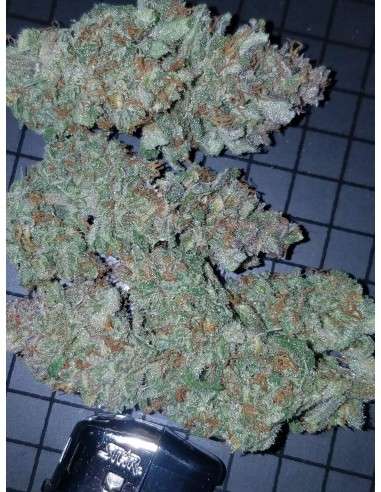 FASTBUDS - Mexican Airlines Auto - 5