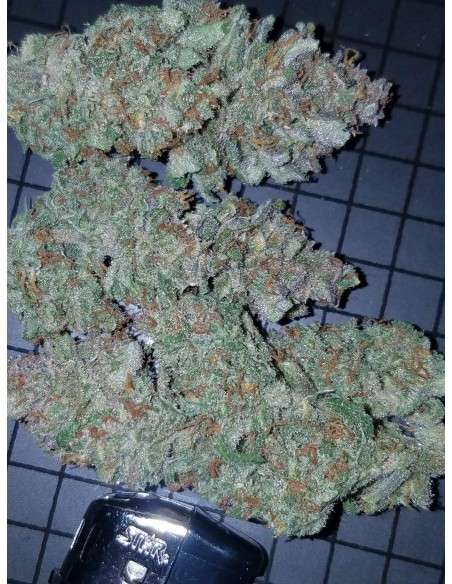 FASTBUDS - Mexican Airlines Auto - 5