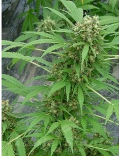 Early Skunk - 1