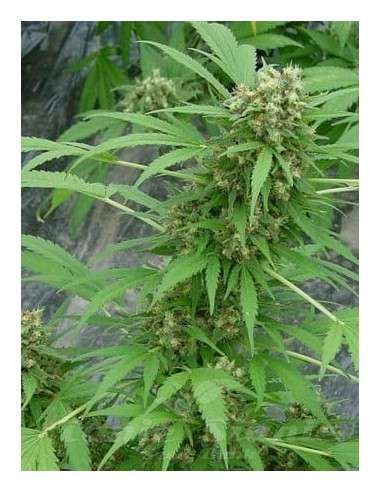 Early Skunk - 1