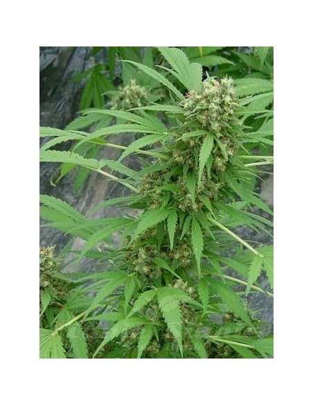 Early Skunk - 1