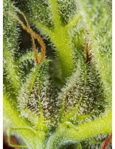 SWEET SEEDS - Cream Mandarine XL Auto - 1 2