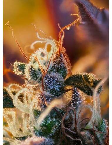 SWEET SEEDS - Cream Mandarine XL Auto - 3