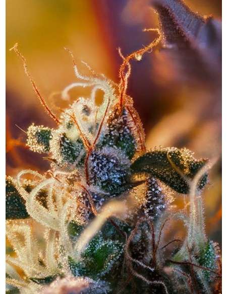 SWEET SEEDS - Cream Mandarine XL Auto - 3