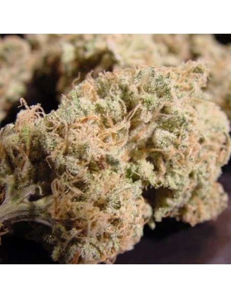 PARADISE SEEDS - Nebula - 3
