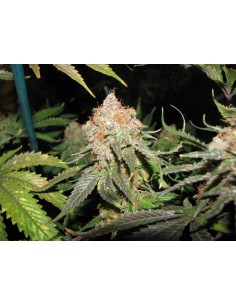 Jack Herer - 1