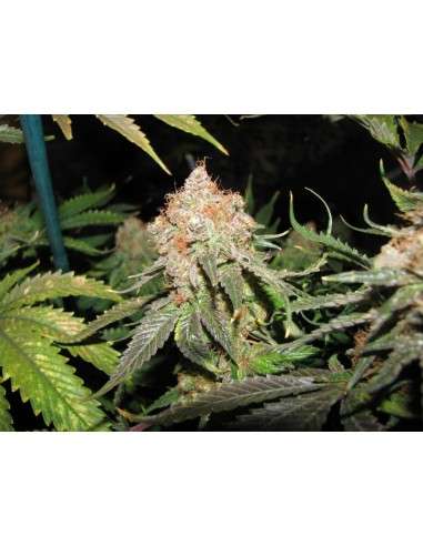 Jack Herer - 1
