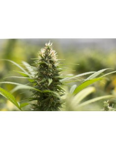 Jack Herer - 1 2