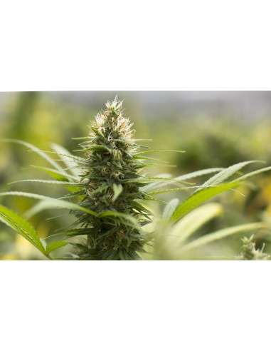 Jack Herer - 2