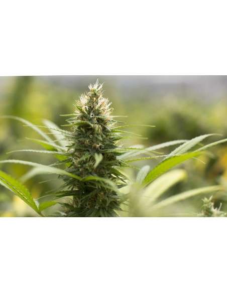 Jack Herer - 2