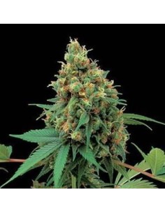 Moby Dick - 1