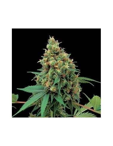Moby Dick - 1