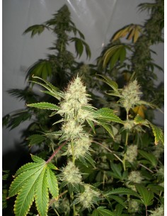 Moby Dick - 1 2