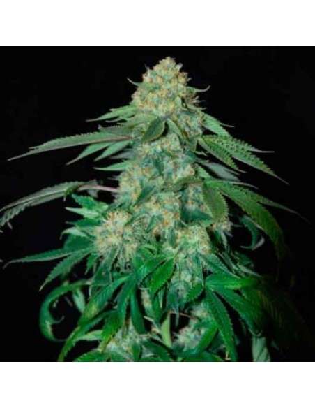 OG Kush - 1