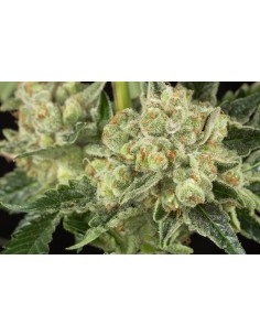 OG Kush - 1 2