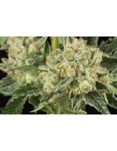 OG Kush - 2