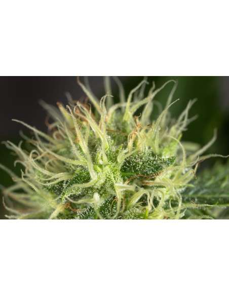 OG Kush - 3