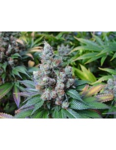 N.Y.C Diesel - 1