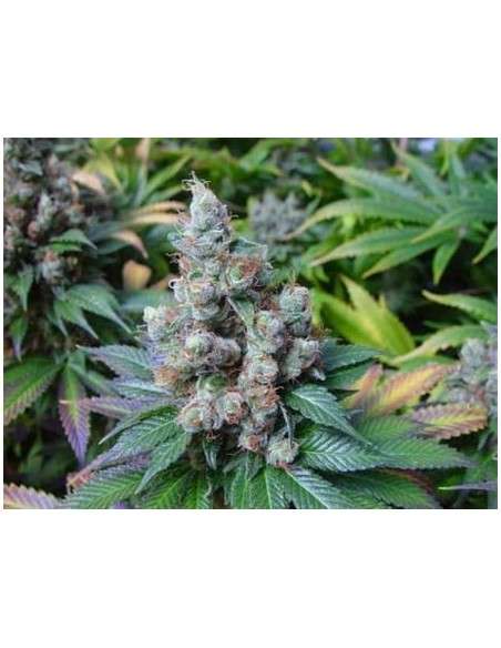 N.Y.C Diesel - 1