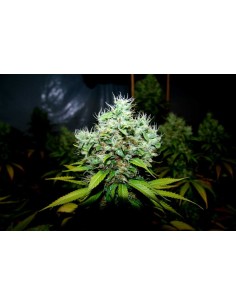 N.Y.C Diesel - 1 2