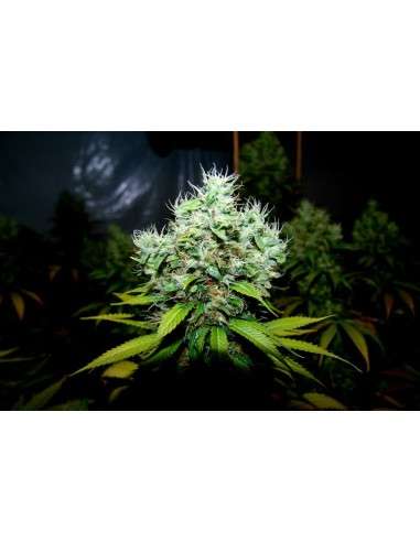 N.Y.C Diesel - 2
