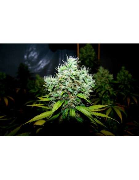 N.Y.C Diesel - 2