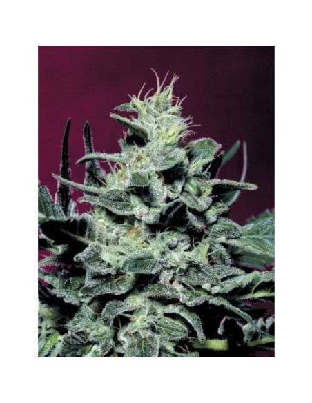 PARADISE SEEDS - Nebula - 4