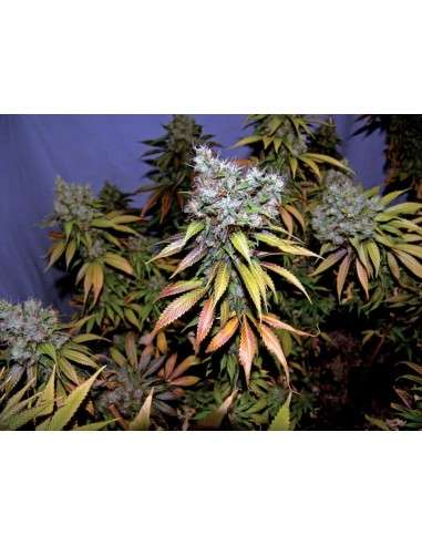 N.Y.C Diesel - 3