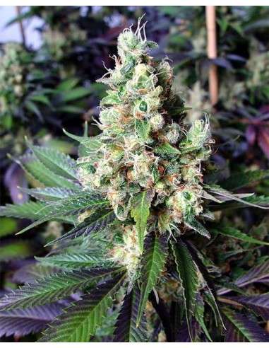 N.Y.C Diesel - 4